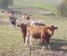 Colostrum GRATIS* bis zum 31.08.2012